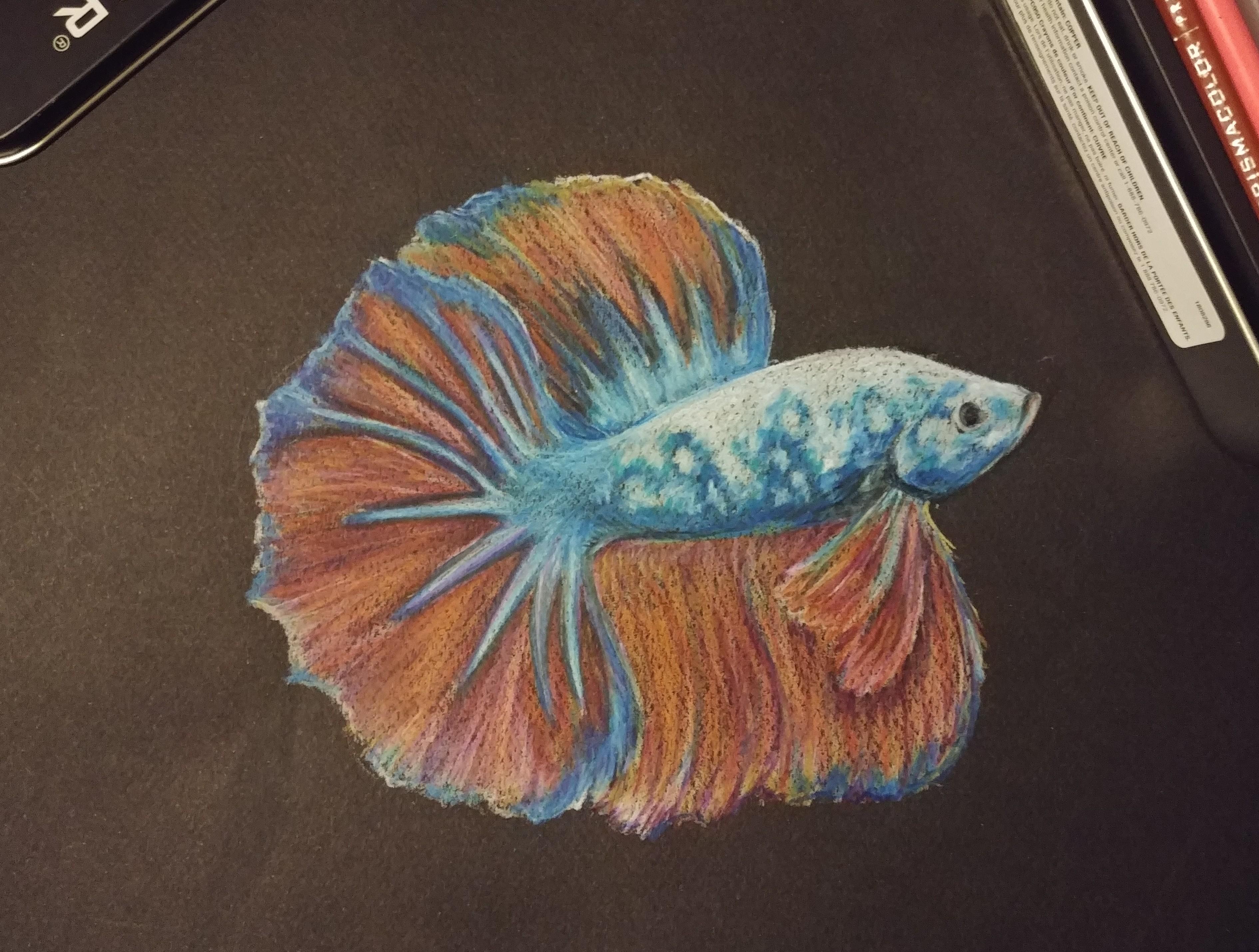 Betta Fish Drawing Amazing Sketch