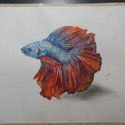 Betta Fish Drawing Art
