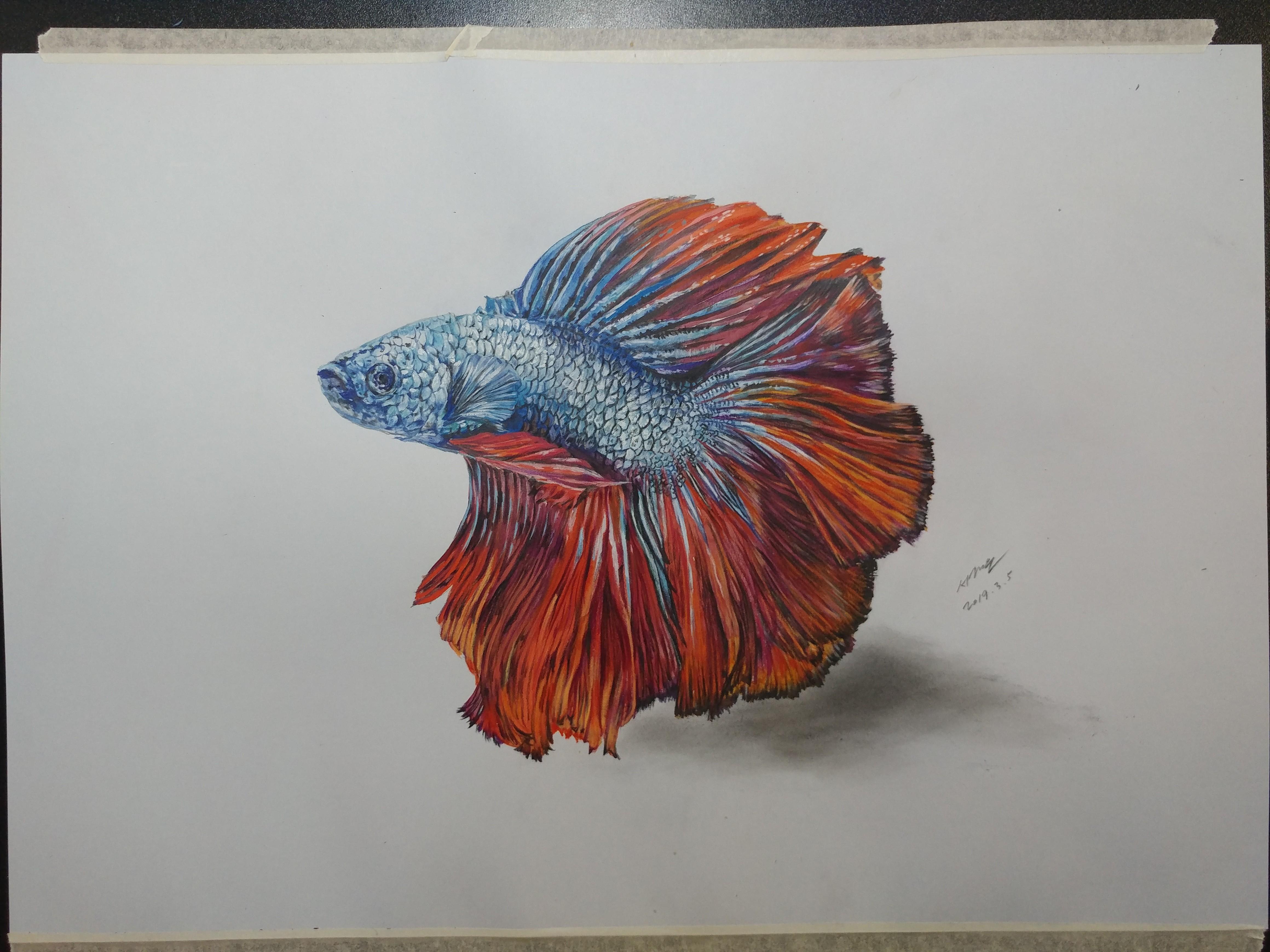 Betta Fish Drawing Beautiful Artwork