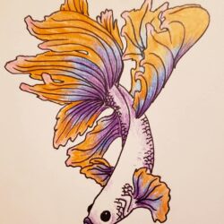 Betta Fish Drawing Detailed Sketch