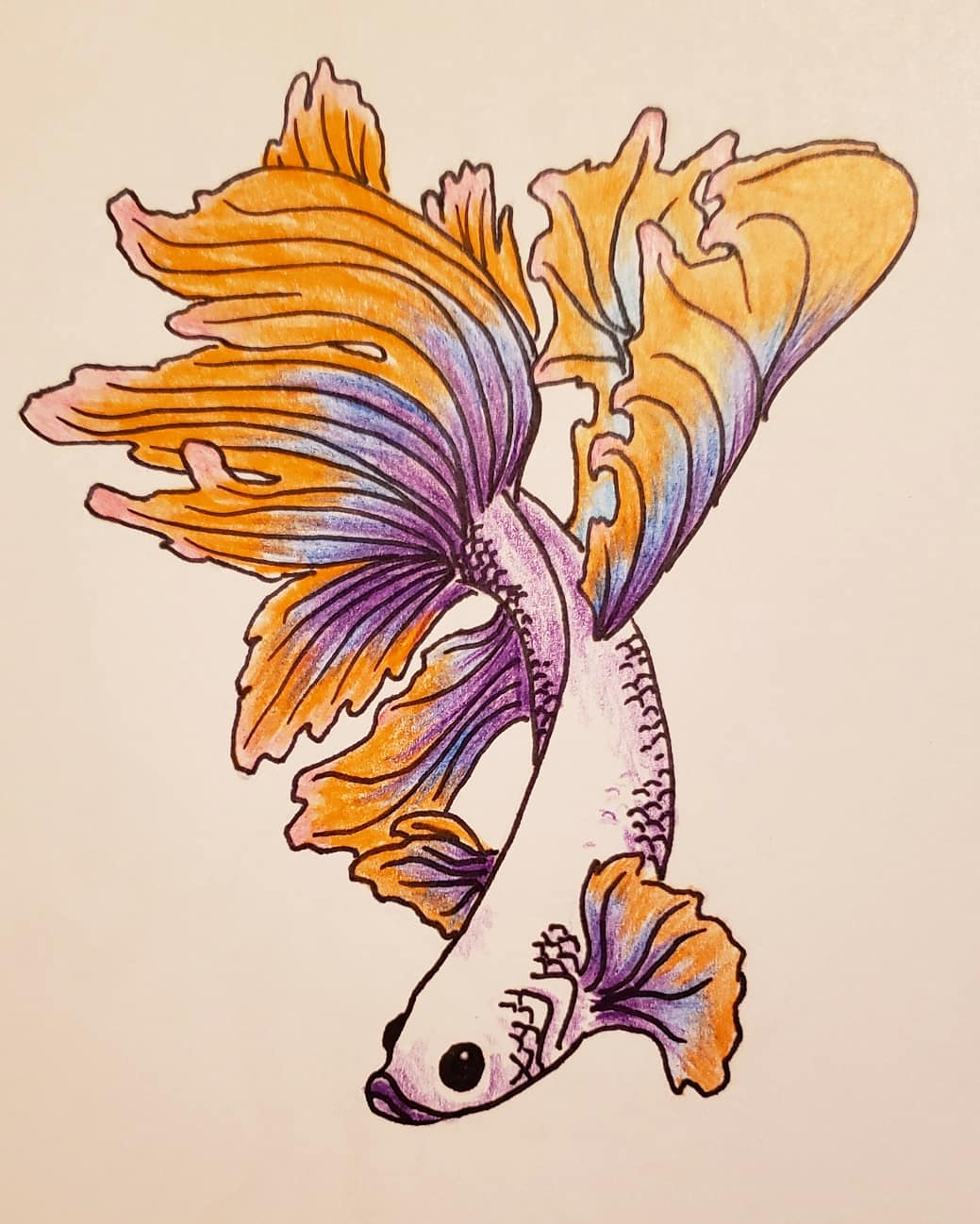 Betta Fish Drawing Detailed Sketch