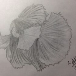 Betta Fish Drawing Intricate Artwork