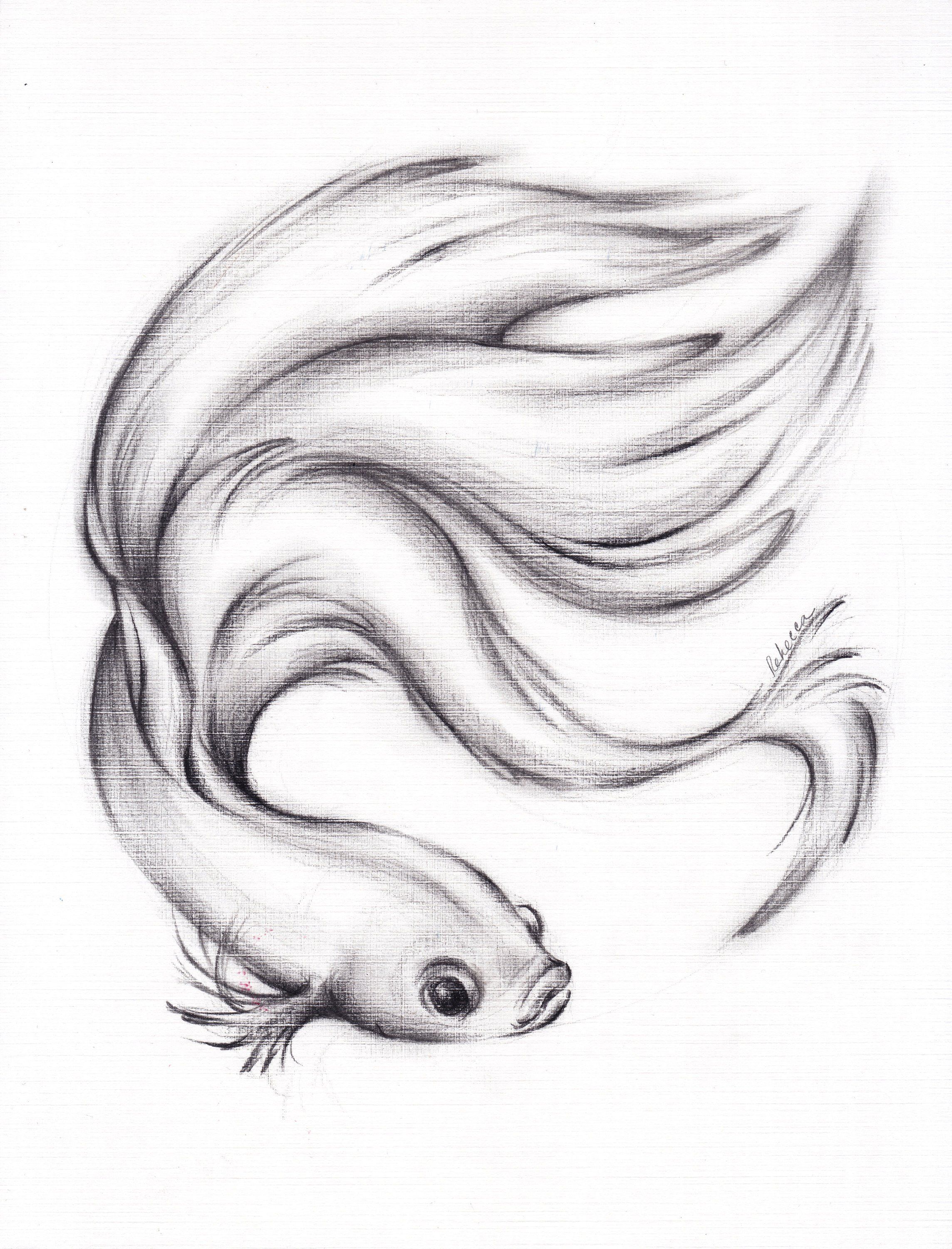 Betta Fish Drawing Modern Sketch