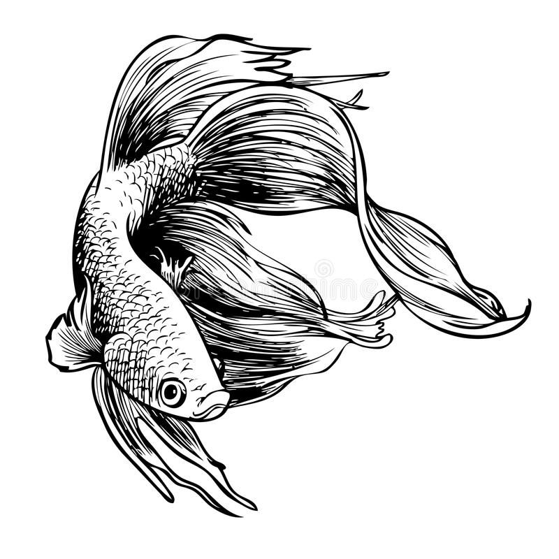 Betta Fish Drawing Photo
