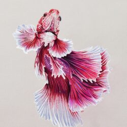 Betta Fish Drawing Picture