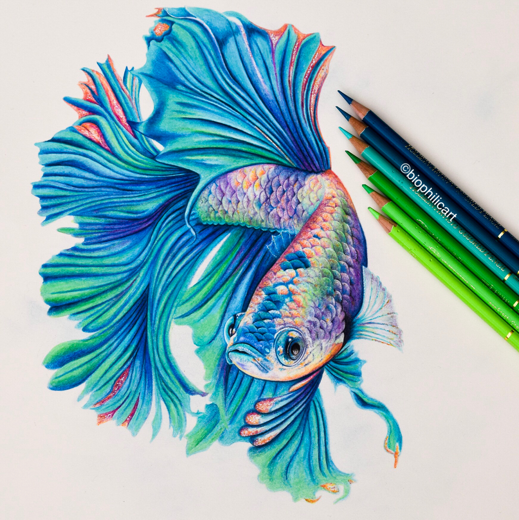 Betta Fish Drawing Professional Artwork