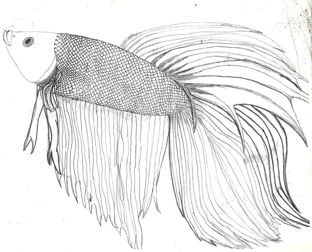 Betta Fish Drawing Realistic Sketch
