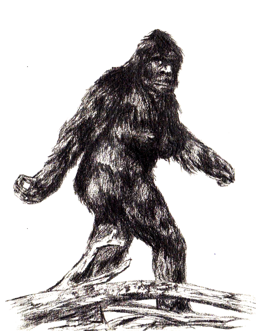 Bigfoot Drawing Artistic Sketching