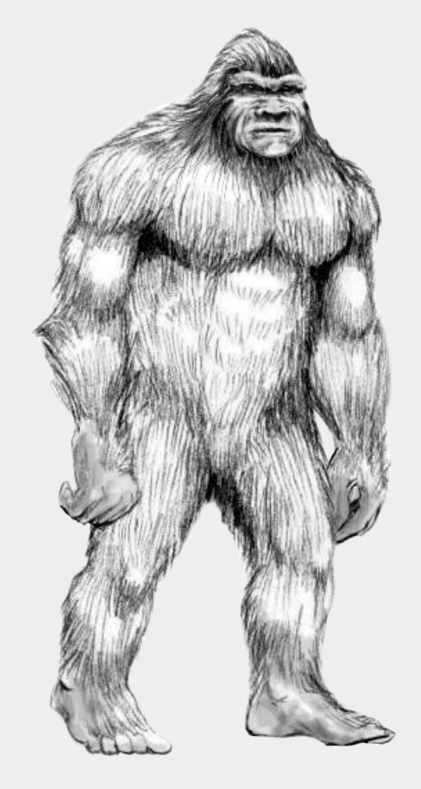 Bigfoot Drawing Creative Style