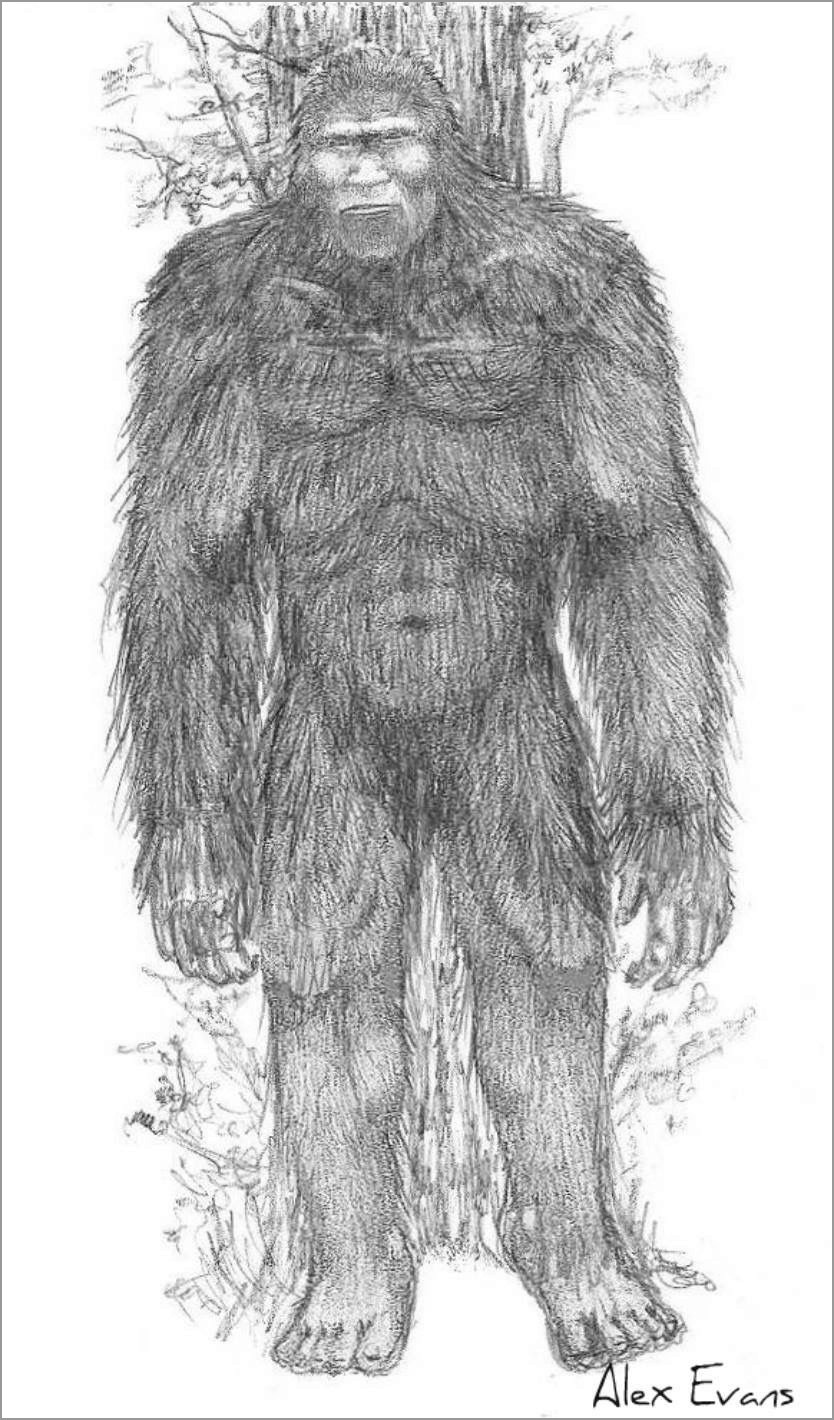 Bigfoot Drawing Realistic Sketch