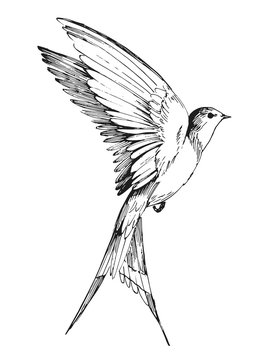 Bird Flying Drawing Hand drawn Sketch