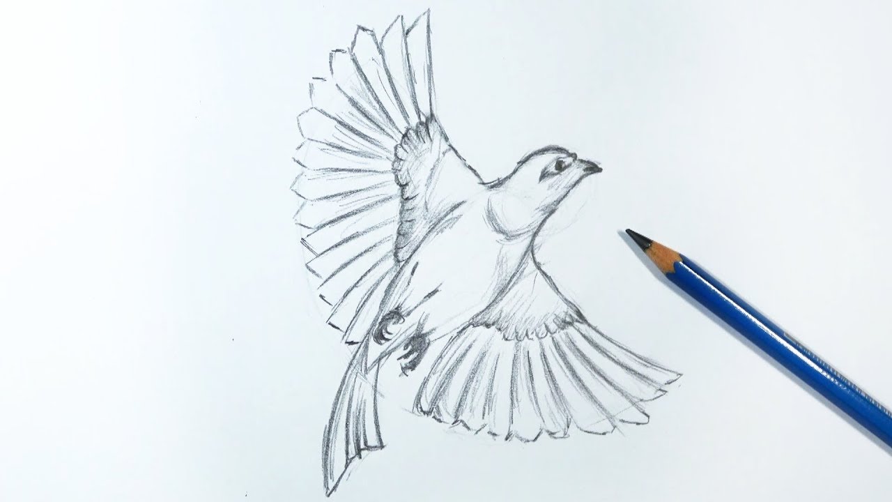 Bird Flying Drawing Realistic Sketch