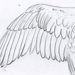 Bird Wings Drawing