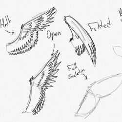 Bird Wings Drawing Amazing Sketch