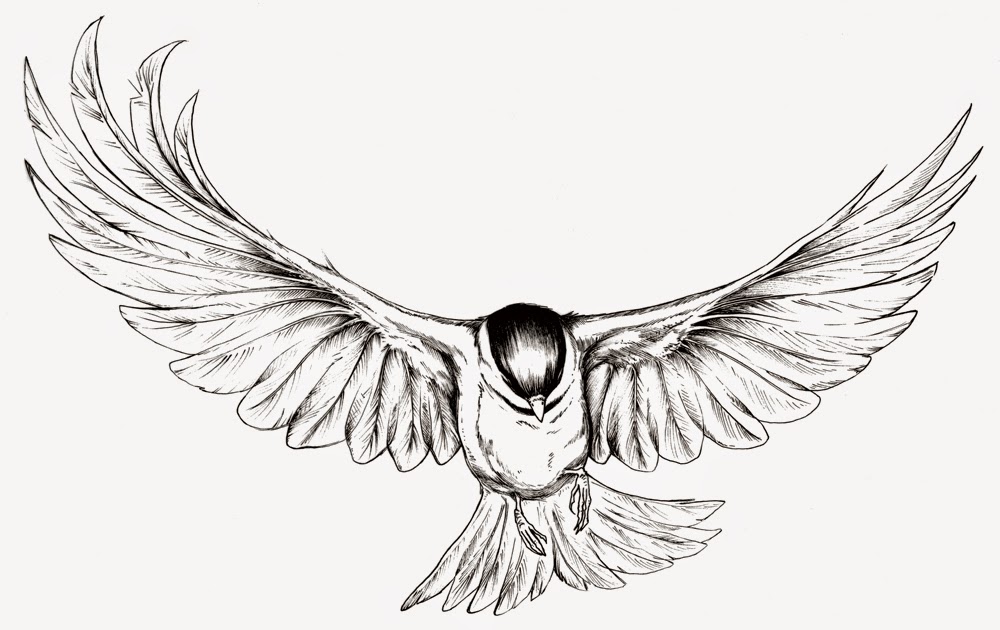 Bird Wings Drawing Art
