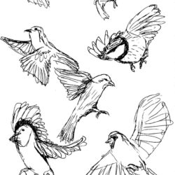 Bird Wings Drawing Artistic Sketching