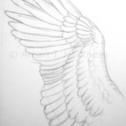 Bird Wings Drawing Creative Style