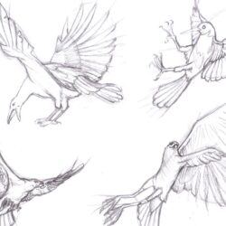Bird Wings Drawing Detailed Sketch