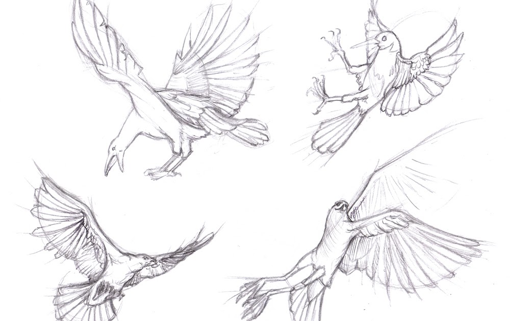 Bird Wings Drawing Detailed Sketch