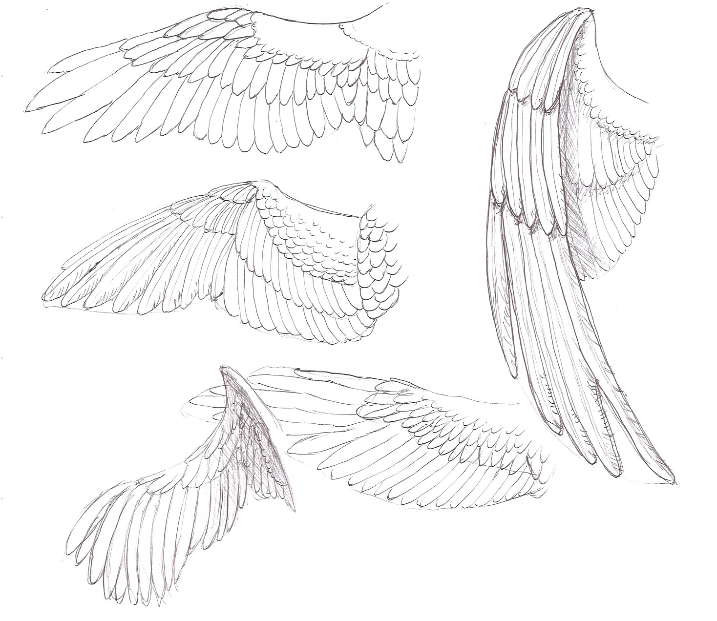 Bird Wings Drawing Fine Art