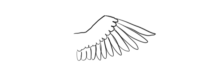 Bird Wings Drawing Hand Drawn