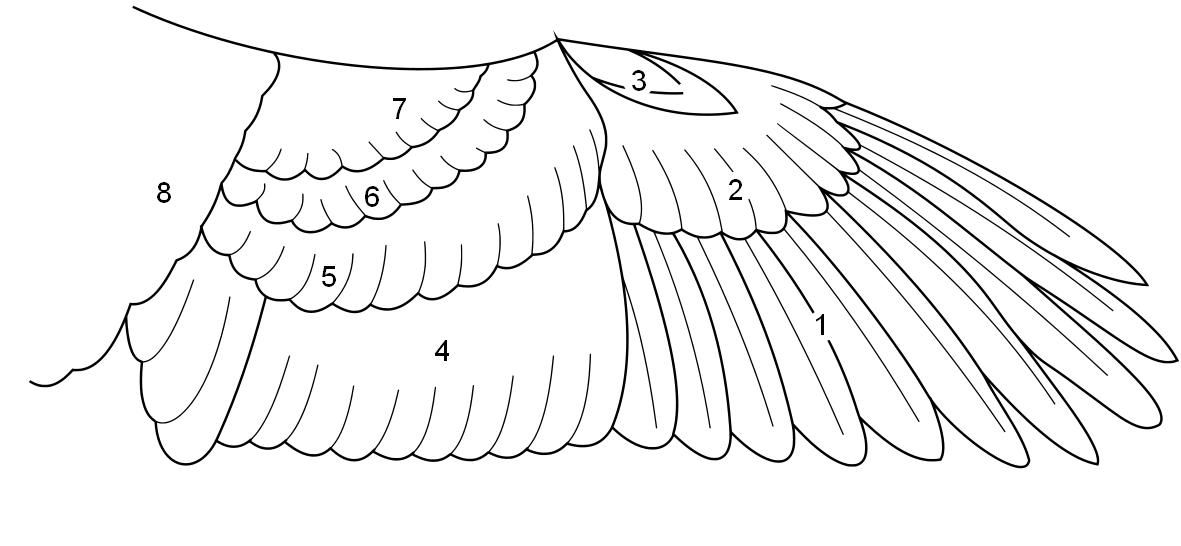 Bird Wings Drawing Image