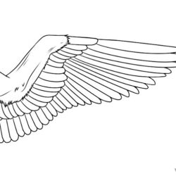 Bird Wings Drawing Intricate Artwork