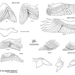 Bird Wings Drawing Modern Sketch