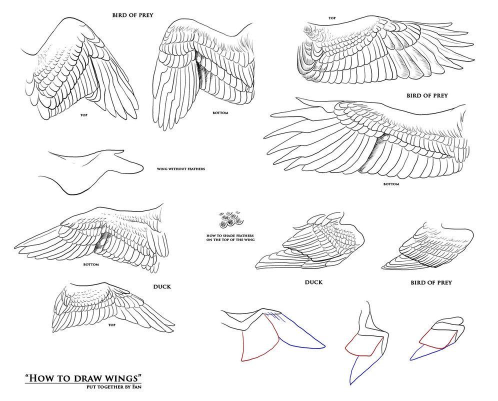 Bird Wings Drawing Modern Sketch