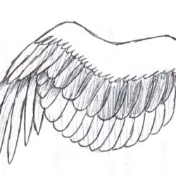 Bird Wings Drawing Picture