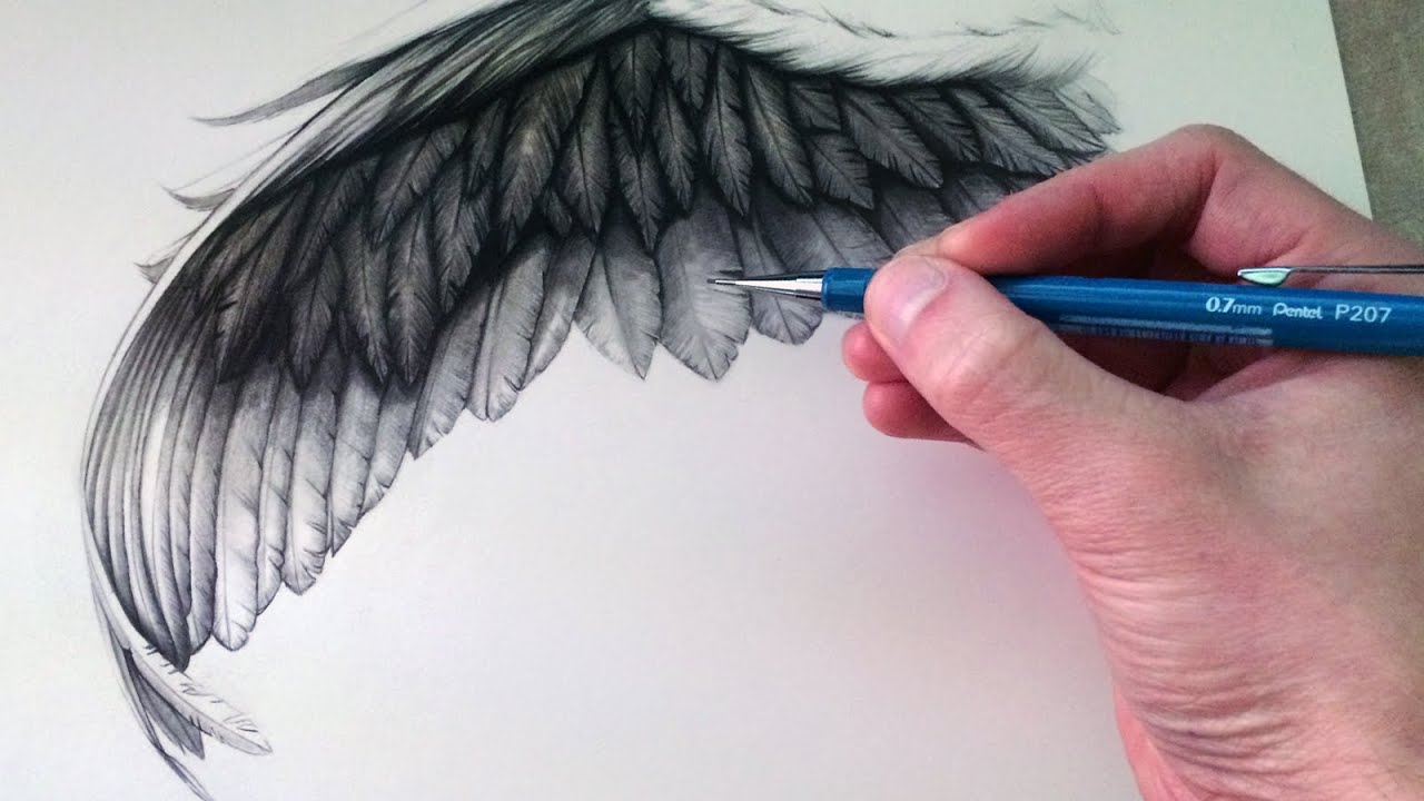 Bird Wings Drawing Professional Artwork