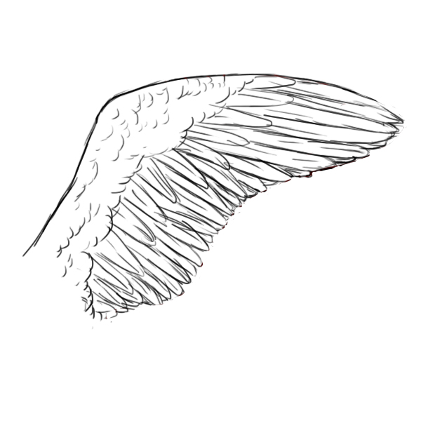 Bird Wings Drawing Realistic Sketch