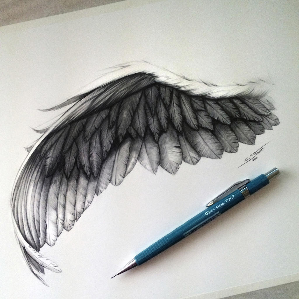 Bird Wings Drawing Stunning Sketch