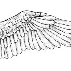 Bird Wings Drawing Unique Art