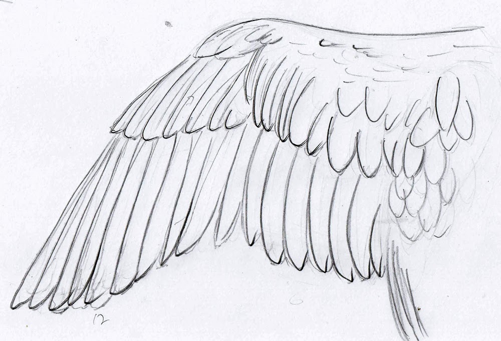 Bird Wings Drawing