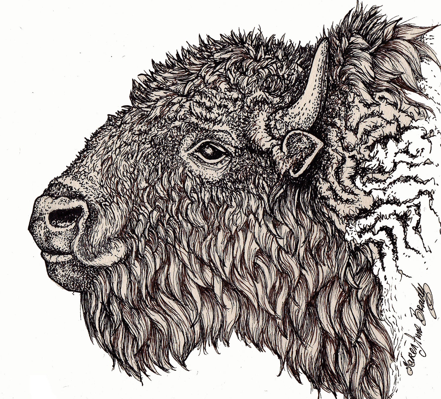 Bison Drawing Amazing Sketch