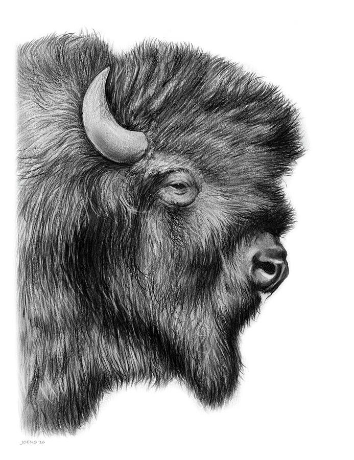 Bison Drawing Art