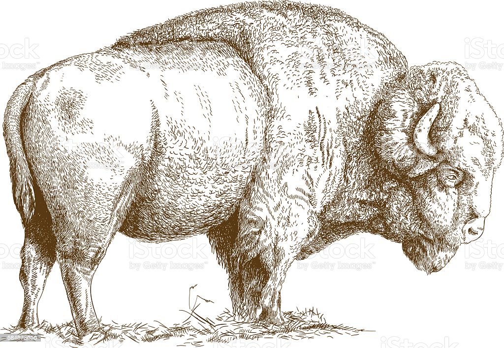 Bison Drawing Creative Style