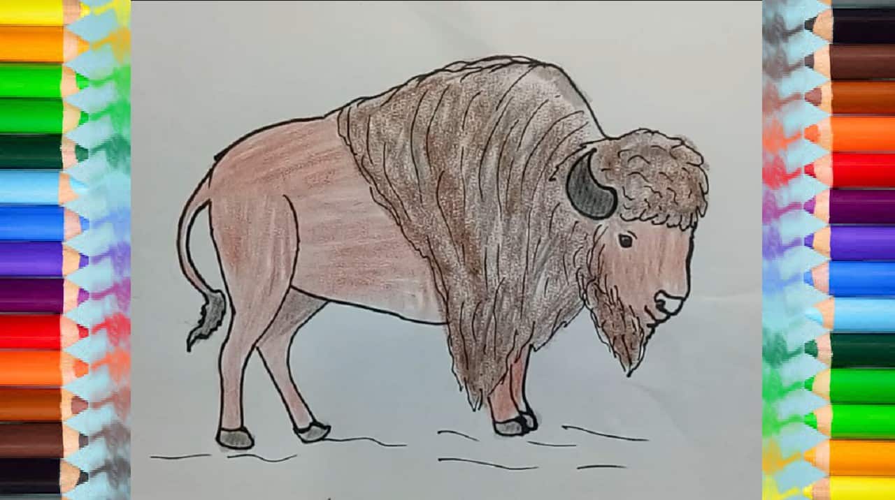 Bison Drawing Detailed Sketch