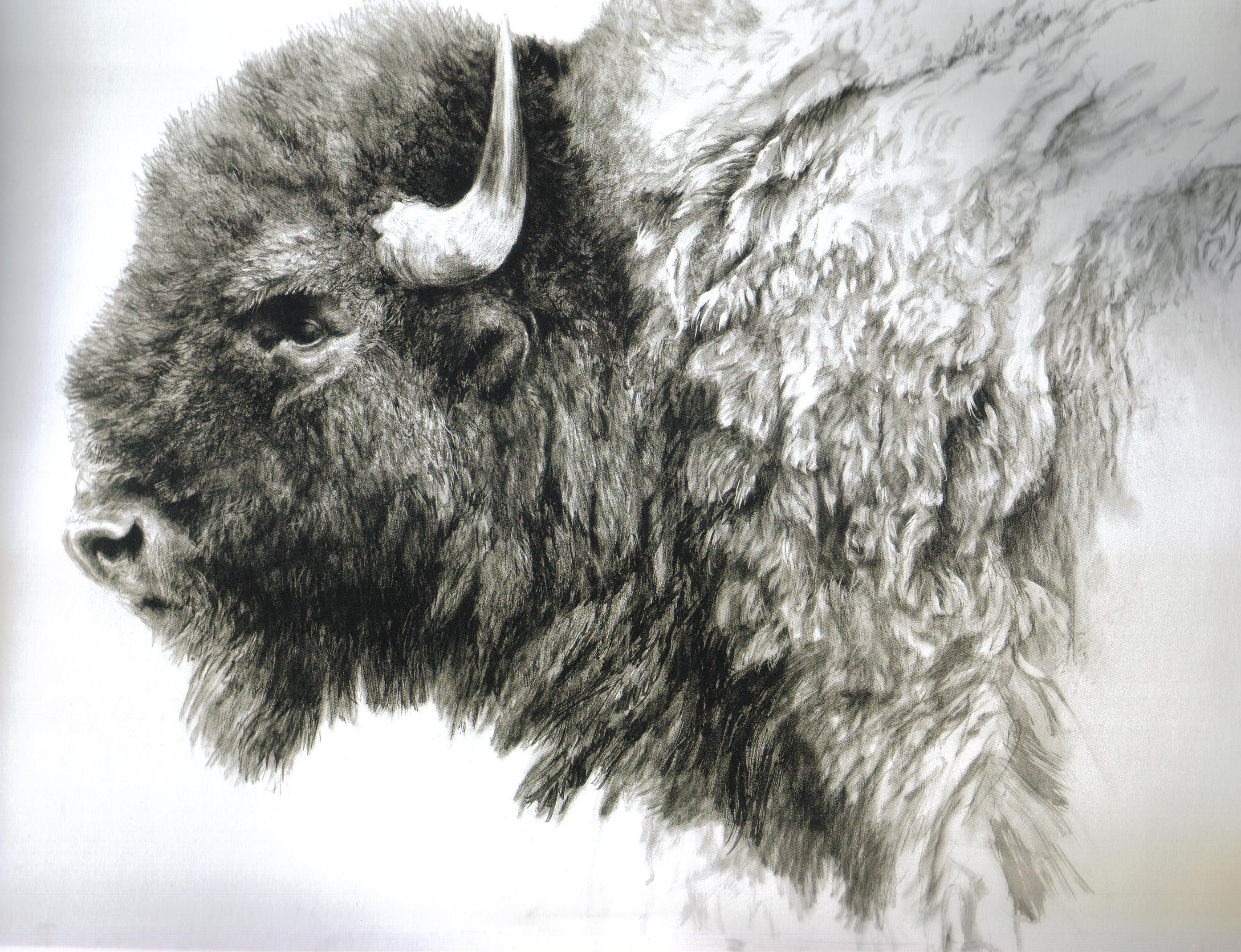 Bison Drawing Intricate Artwork