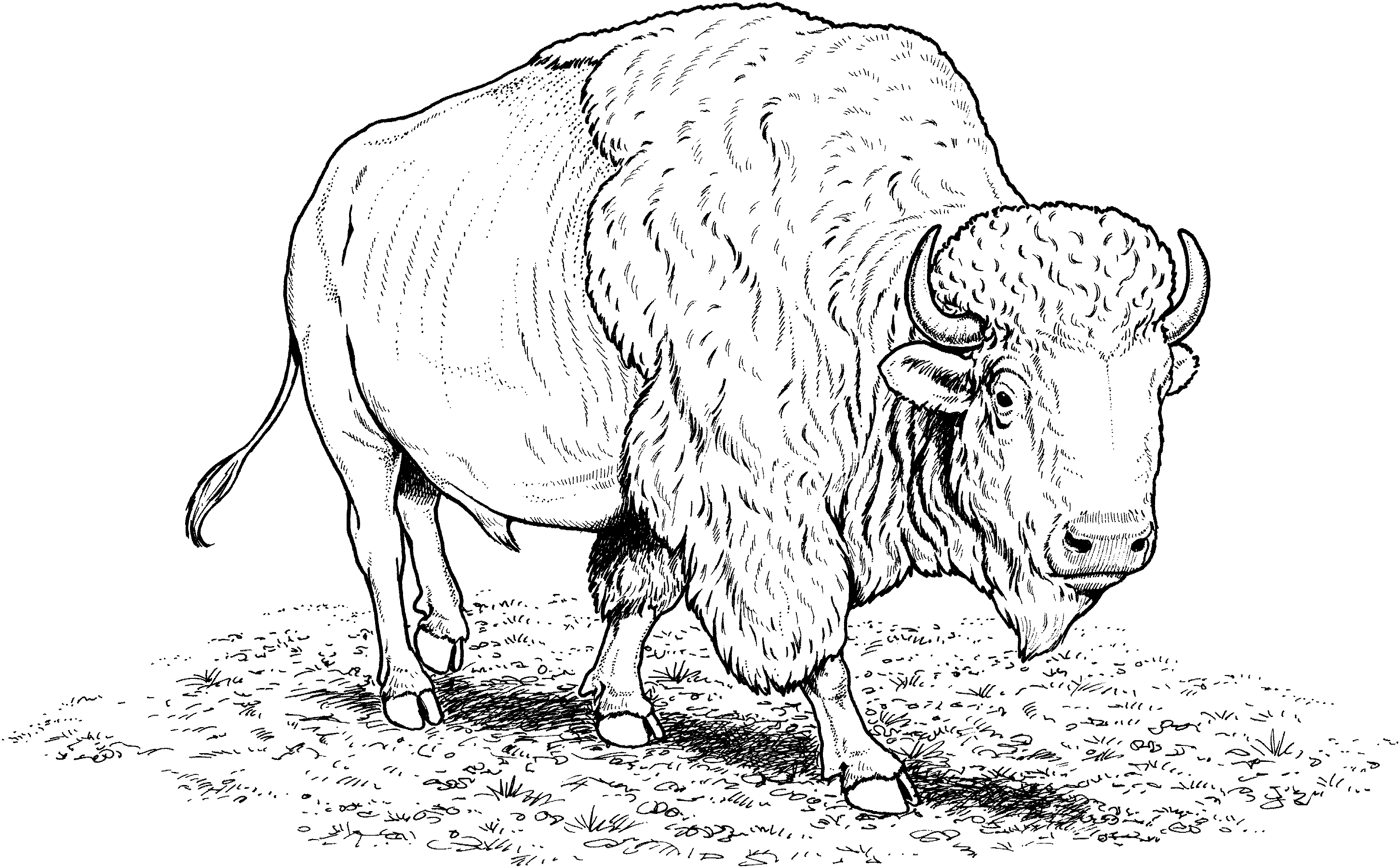 Bison Drawing Photo