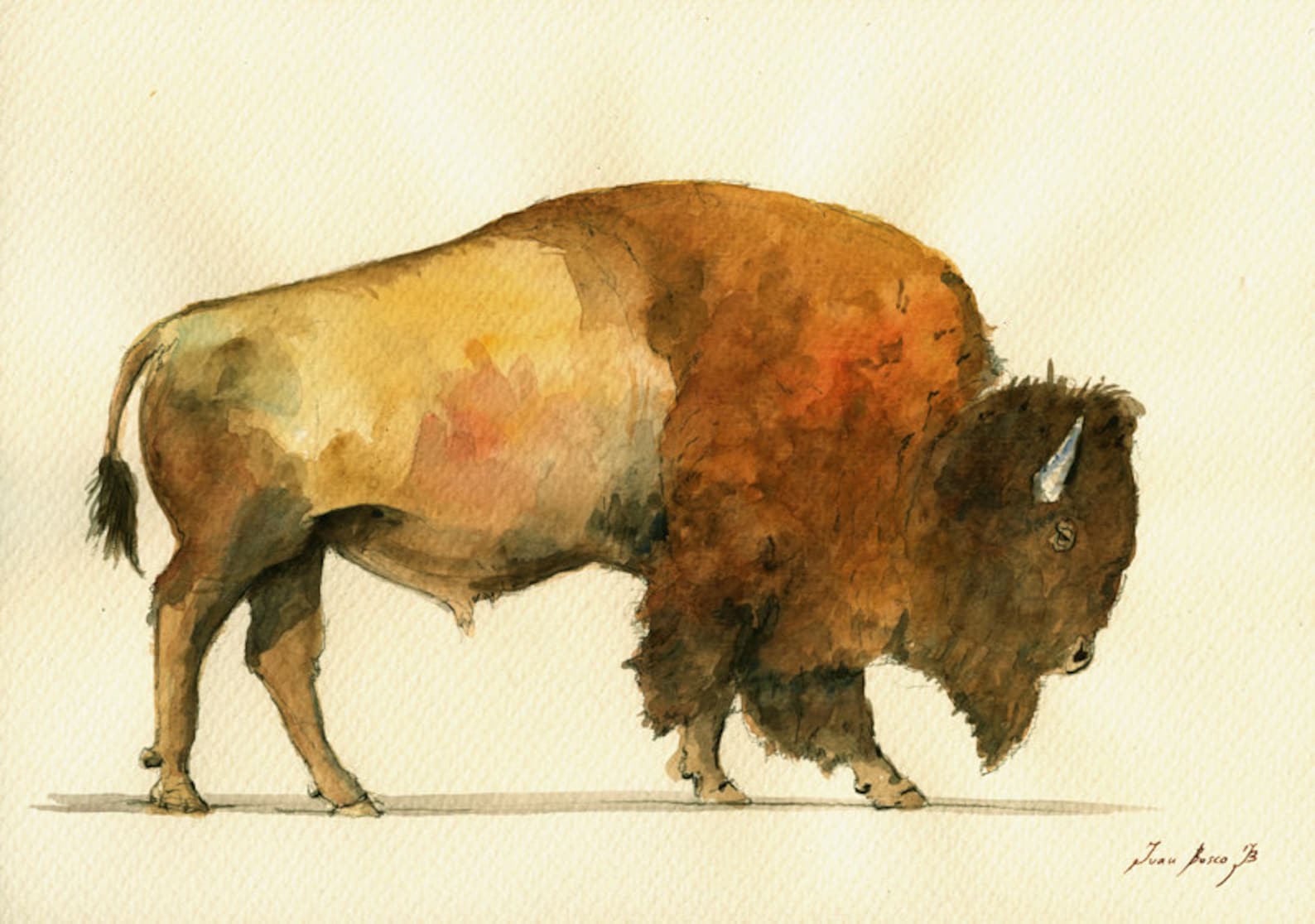 Bison Drawing Picture