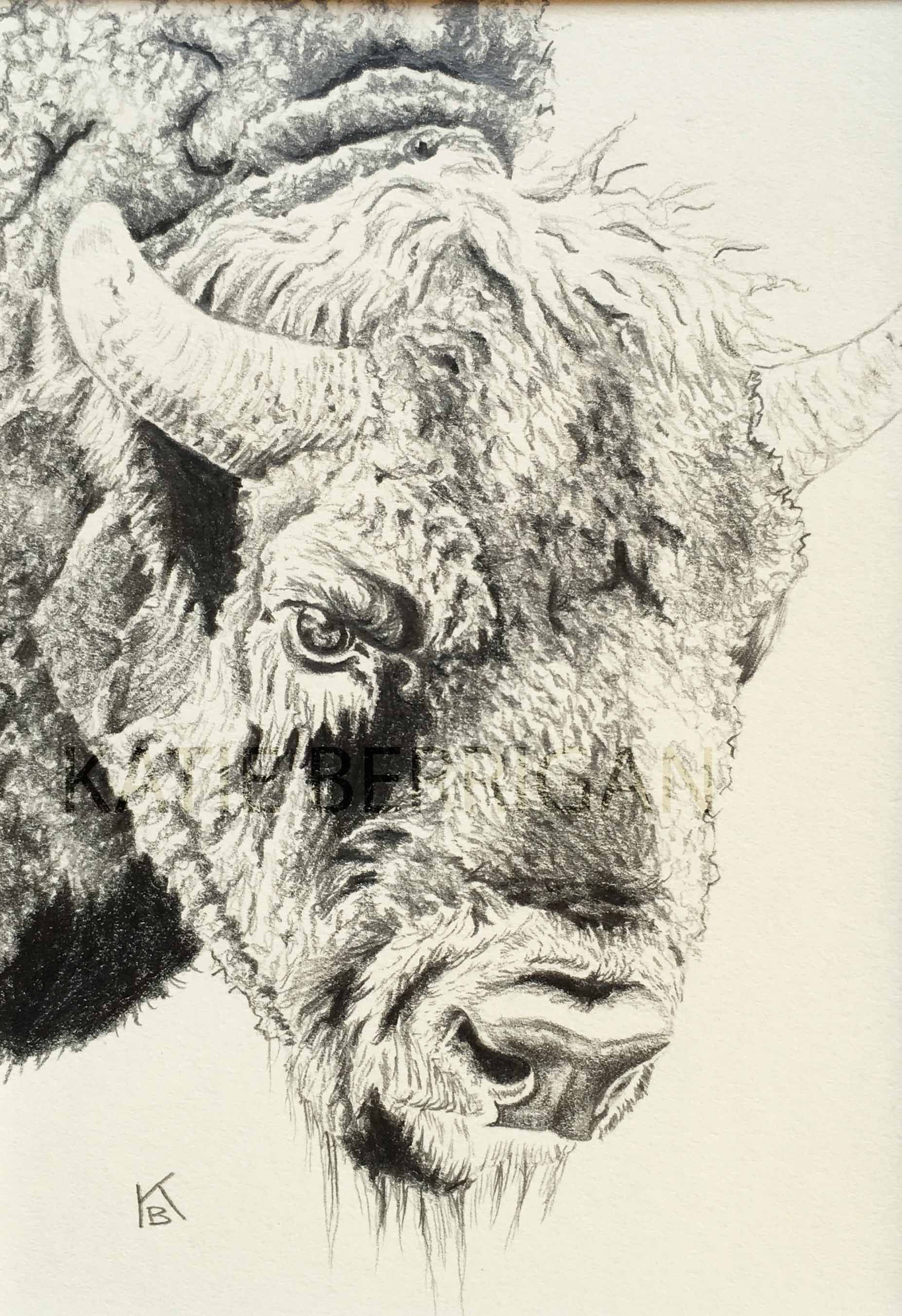 Bison Drawing Realistic Sketch