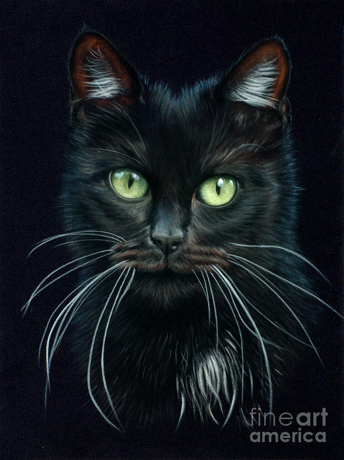 Black Cat Drawing Fine Art