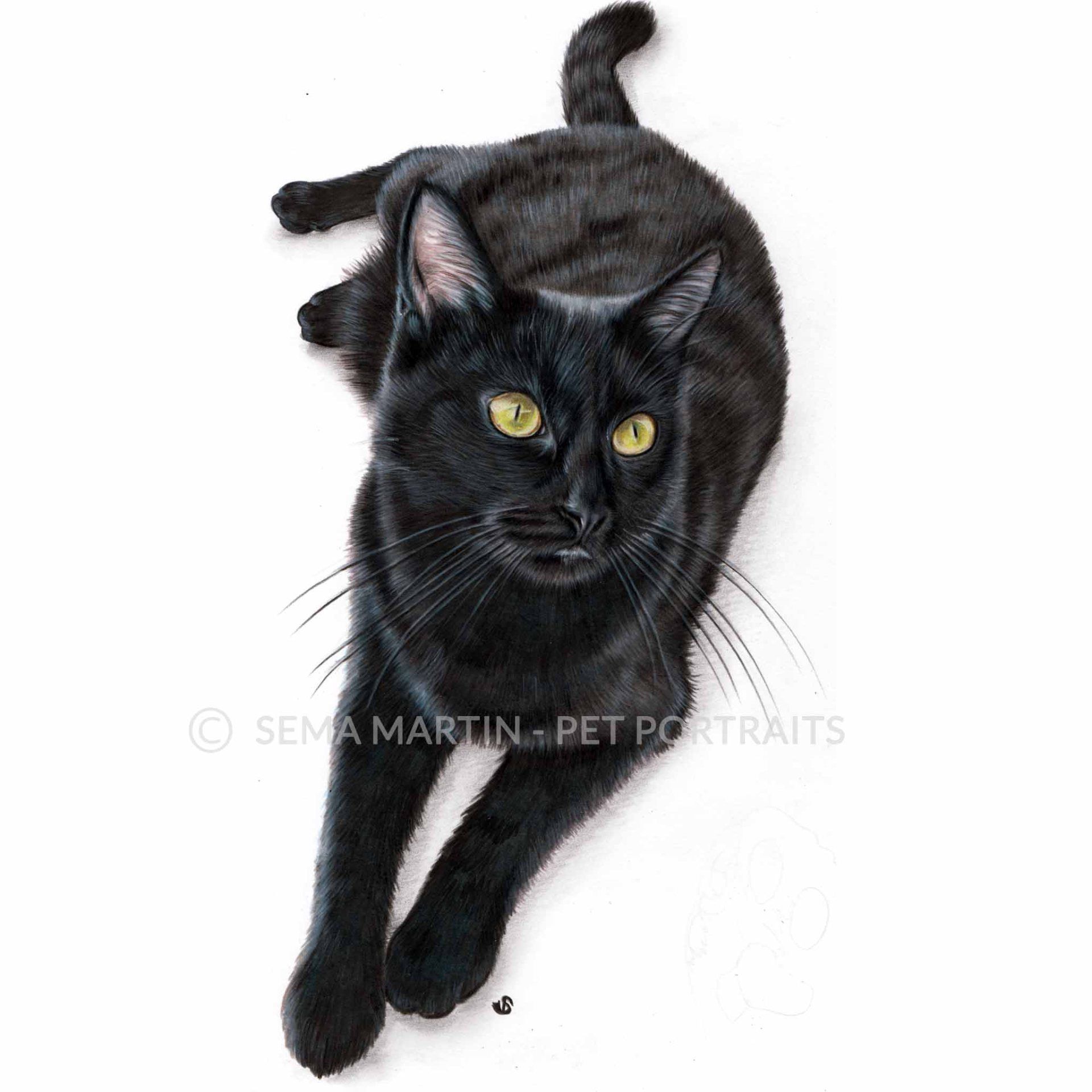 Black Cat Drawing Intricate Artwork