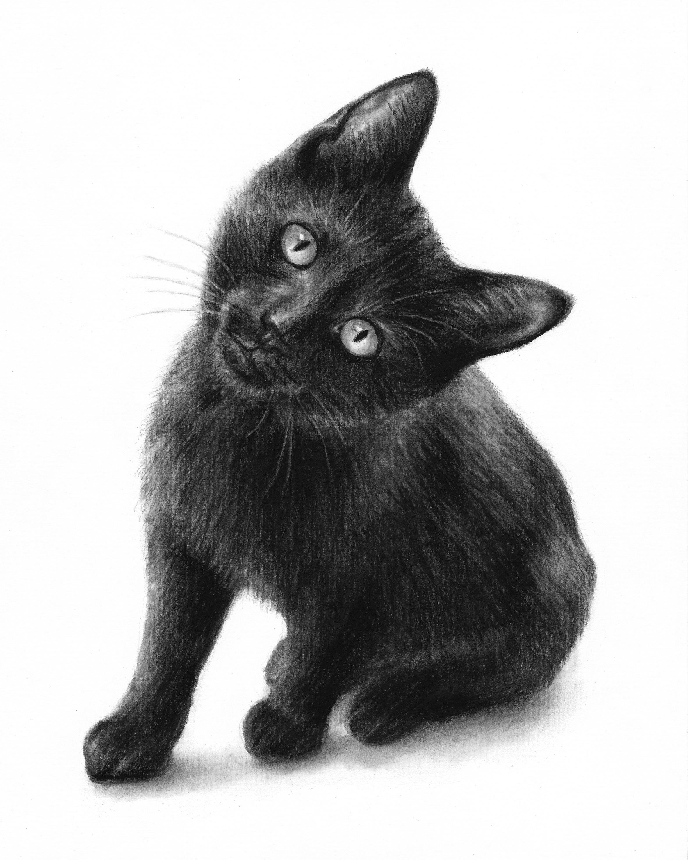 Black Cat Drawing Modern Sketch