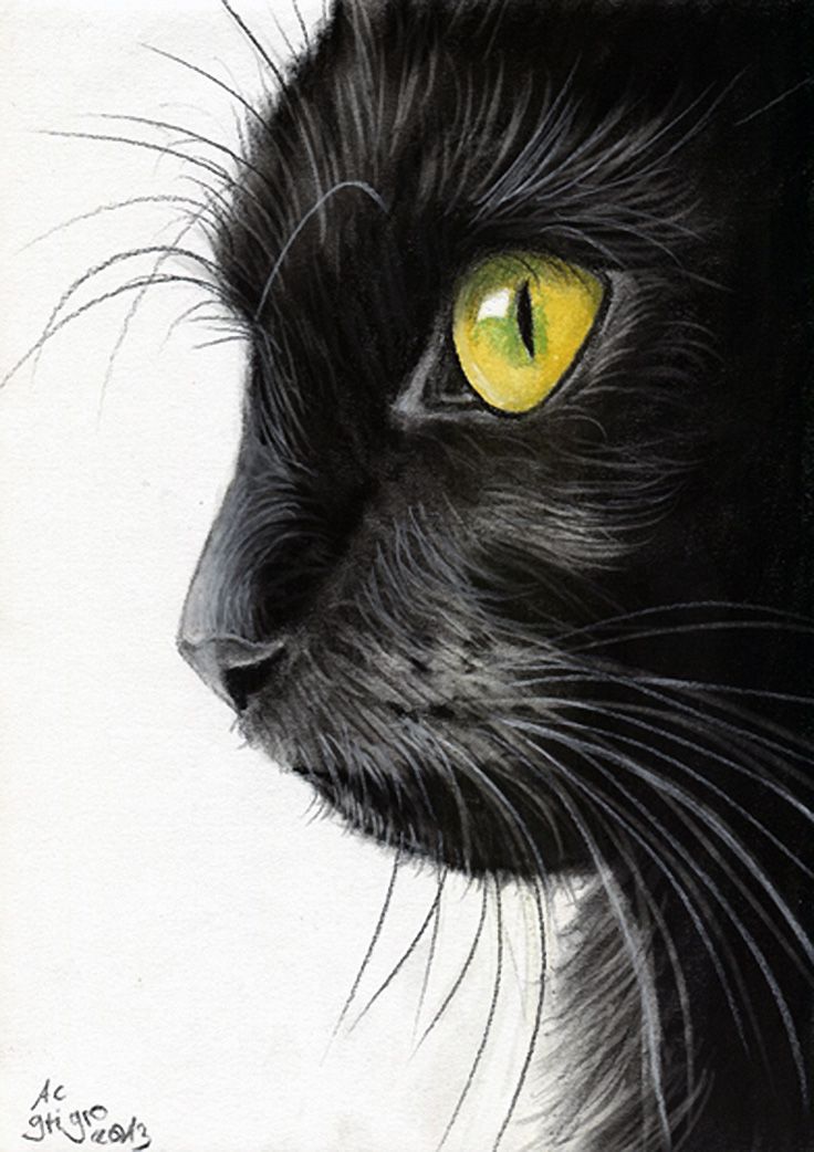 Black Cat Drawing Sketch