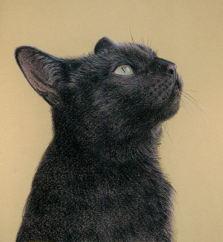 Black Cat Drawing