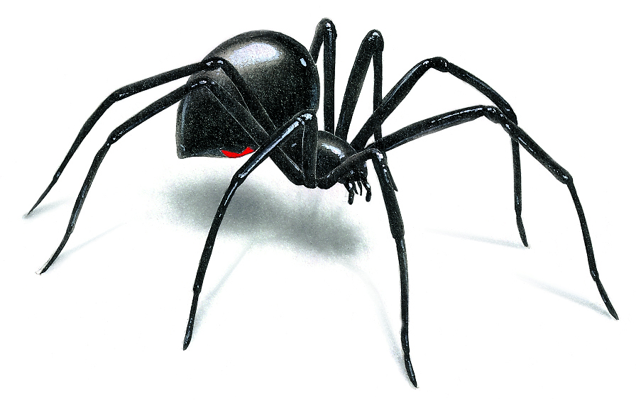 Black Widow Spider Drawing Amazing Sketch