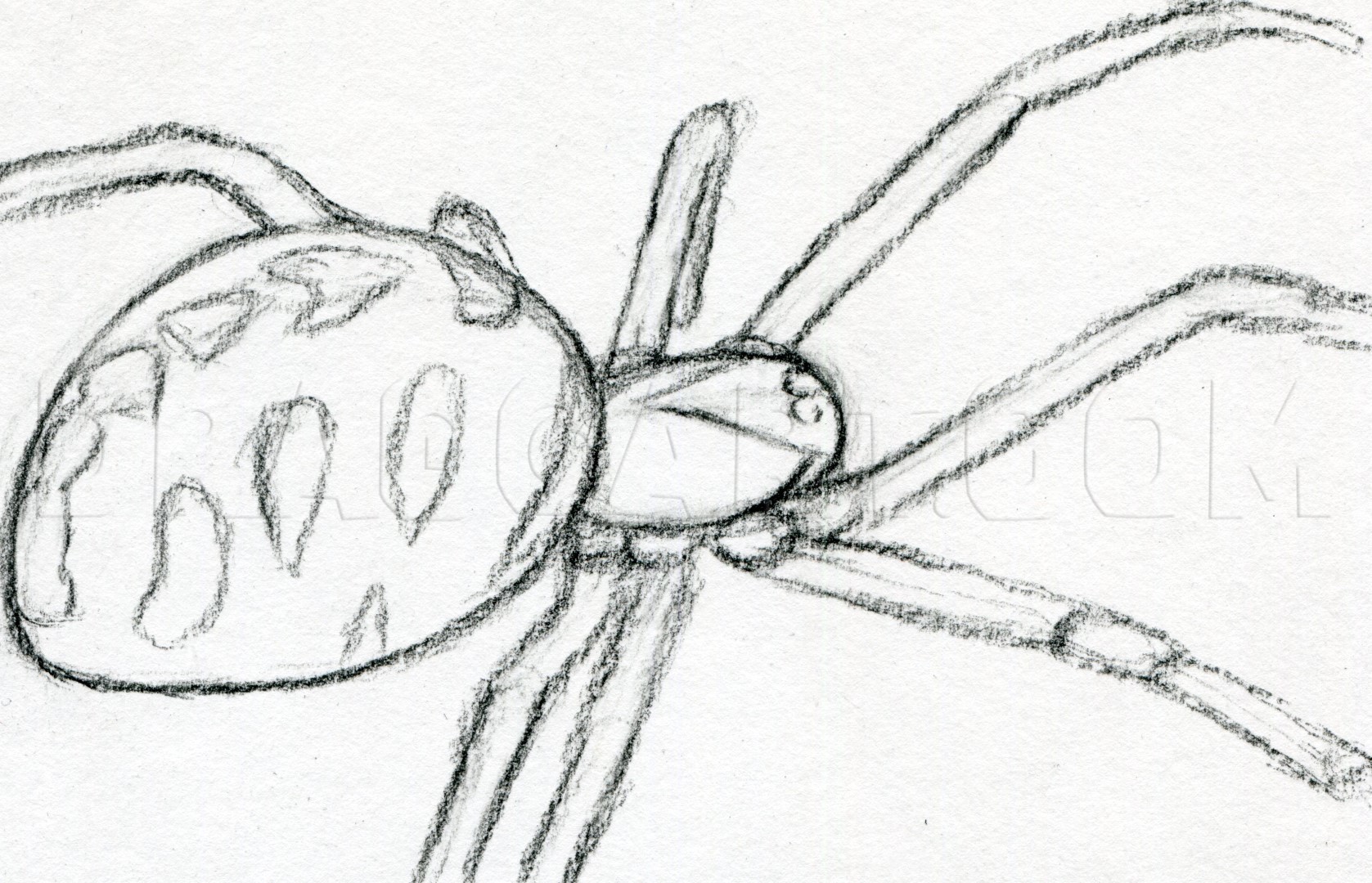 Black Widow Spider Drawing Art
